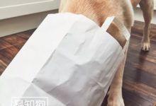 狗的胃容量大得嚇人!-頭條楓林網
