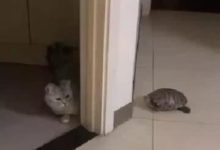 小貓咪想和烏龜玩躲貓貓，烏龜經過時貓咪的反應讓人發笑！-頭條楓林網