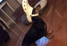 說實話，我每天都「玩」我家狗，而且每次都超開心…-頭條楓林網