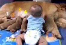 金毛媽媽給小奶狗餵奶，小主人怕過去後的舉動，把金毛嚇壞狂叫-頭條楓林網