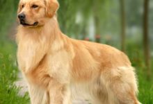 笑噴！大鵝被兩隻金毛氣出抑鬱症，知道原因後直接笑出鼻涕泡-頭條楓林網