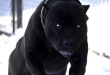 美國人最新培育的猛犬，因有黑豹血統，性情不穩，延遲上線-頭條楓林網