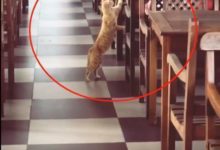 貓咪在桌旁墊腳站半天，終於忍不住伸出爪：喂，食堂一姐來了！-頭條楓林網