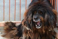 隱秘於太行山深處的野生猛犬，3千年來不曾離開，如今數量堪憂-頭條楓林網