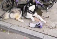 騎電車帶二哈去買菜，主人才離開一會，回來時氣得要殺狗！-頭條楓林網