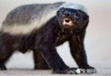 天生就是嗜血爭鬥的，不是在戰鬥就是在去往戰鬥的路上-頭條楓林網