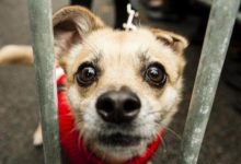 壽命最長的「5大狗狗」，有你家的嗎？-頭條楓林網