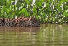 「大貓」一招制服「水中霸主」，原來是這麼一回事！-頭條楓林網