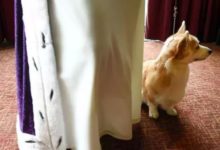 專寵80年！柯基正式告別英國王室，女王心碎！原來，這就是傳說中的真愛-頭條楓林網