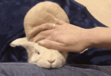 真愛兔兔的9大點，快來看看你符合幾點？-頭條楓林網