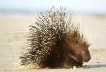 鱷魚襲擊豪豬，非但沒填飽肚子，還疼的嗷嗷叫！-頭條楓林網
