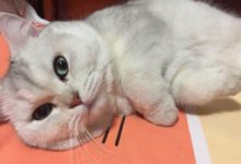 成貓六天不拉屎會怎麼樣，大貓六天不拉屎會怎麼-頭條楓林網