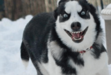 把二哈交給媽媽照顧，結果第二天就接到老媽電話，拿500塊來贖狗-頭條楓林網