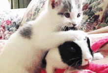 貓咪在吃小兔兔的耳朵，相當可愛-頭條楓林網