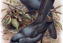 北島垂耳鴉之死，一百多年前這種鳥還在自由飛翔-頭條楓林網