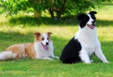 怎麼挑選邊牧？教你5招，區分純種邊牧和串串邊牧！-頭條楓林網