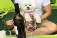 比熊犬的6大缺點，養了之後悔到腸子都青了！-頭條楓林網