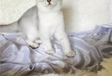 銀漸層貓性格，加菲貓性格，布偶貓性格，真是天壤之別！-頭條楓林網