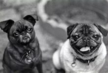 寵物攝影不可不知的8條技巧-頭條楓林網