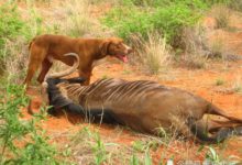 非洲部落中的猛犬，它是雄獅剋星，百年前，被譽為草原上的英雄-頭條楓林網