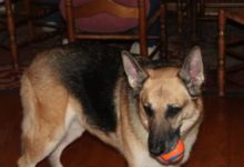 警惕性超強的幾種狗狗，看看有你家的狗嗎？-頭條楓林網