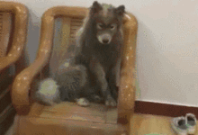 薩摩耶玩了一身泥回來，主人打算原諒它時.....-頭條楓林網