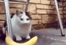 不管生活如何對貓咪，貓咪始終微笑以對-頭條楓林網