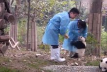 大熊貓在飼養員面前毫無「尊嚴」，隨時可以拎起來擼！-頭條楓林網
