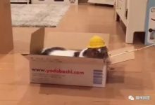 這隻貓咪已經徹底淪為一隻廢貓了-頭條楓林網