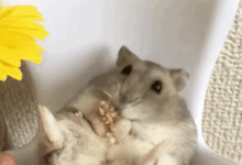 能躺著吃就絕對不要坐著吃！倉鼠的慵懶生活。-頭條楓林網