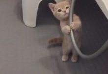 鏟屎官在浴室中拍到貓咪，好可愛-頭條楓林網