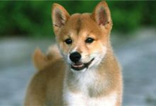 【個人養狗經驗分享】柴犬兩個月拉肚子，兩月柴犬拉肚子會痛嗎-頭條楓林網