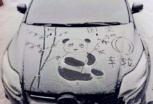 第一次見到雪的大熊貓，彷彿跟南方人一樣開心，簡直萌壞了！-頭條楓林網