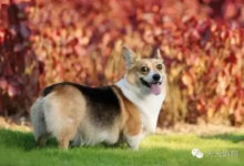 狗狗便便全解讀，做個合格的鏟屎官-頭條楓林網