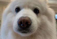 狗，你家缺貓嗎？——每逢佳節胖三斤！！-頭條楓林網