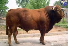 終於輪到我魯西牛了，當年水滸好漢吃的都是我魯西牛的肉-頭條楓林網