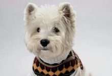 幫助西高地驅蟲的小妙招以及身體感染寄生蟲的表現-頭條楓林網