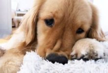 上班中收到男友發的消息，稱讚狗子眉清目秀，看到照片後笑噴了！-頭條楓林網