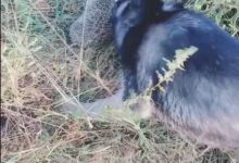 二哈郊遊看到一個「刺球」，男子見後「嚇壞了」立馬牽走了二哈！-頭條楓林網