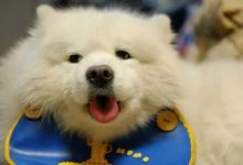 三個薩摩耶毛髮保養的小訣竅，毛又白又蓬鬆，不過要注意這兩點-頭條楓林網