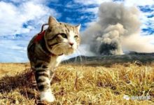 這麼有文藝氣息的貓，我想再來一打！-頭條楓林網