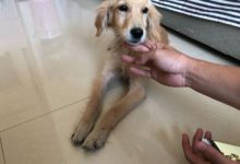 這隻金毛只吃不長，吃那麼多東西都去哪了？檢查完之後......-頭條楓林網