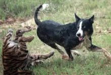 汪星人當上老虎的老大啦！鏟屎官注意下一步就是你。-頭條楓林網