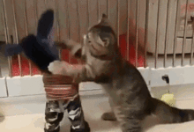 鏟屎官給貓咪買了新玩具-頭條楓林網