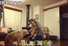 大金毛收到麻麻的驚喜禮物，開心到在地上打滾~-頭條楓林網