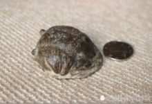 中國浙江挖路基發現大量化石，比恐龍年代還久遠-頭條楓林網