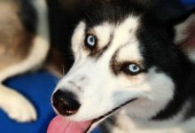 二哈拆家被主人責備，當場嬌滴滴委屈大哭，主人哭笑不得-頭條楓林網