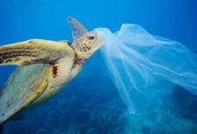 人體內發現微塑料？不僅侵入血液、肝臟等，它還有哪些危害？-頭條楓林網