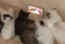 一家子貓最重要的就是和和氣氣-頭條楓林網