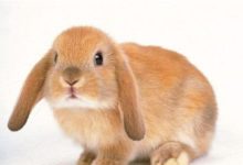 垂耳兔喜歡吃哪些食物呢？給它吃什麼最健康？-頭條楓林網
